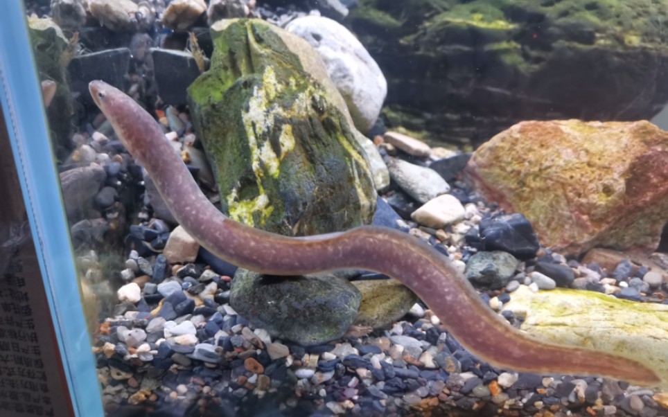 小鳗鱼入缸,鳗鱼饭养成计划.第一天.