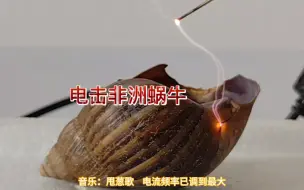 Tải video: 用特斯拉线圈电击非洲蜗牛一首歌的时间，能把它送走吗？