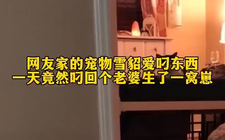 宠物貂爱叼东西回来,一天竟然叼回个媳妇哔哩哔哩bilibili