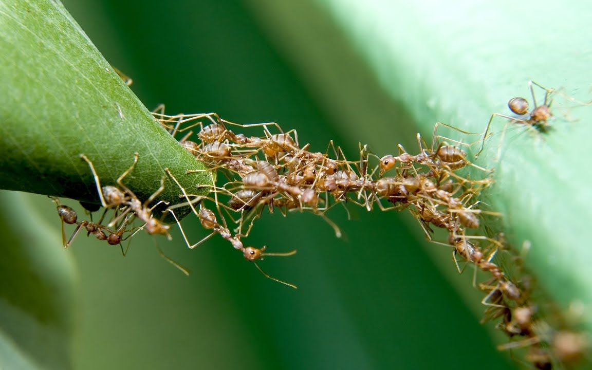 行军蚁遇到沟壑会搭桥,却也会因为迷路陷入"死亡旋涡"无法自救