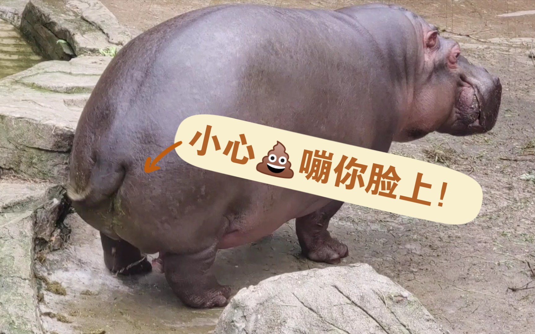 【河马】老三:颜面何在啊?拉屎93也偷拍?居然还发出去!呜呜01