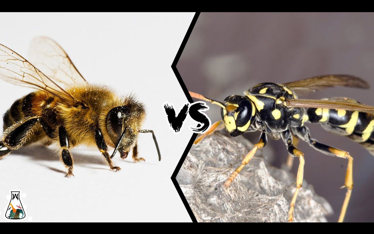 [图]蜜蜂和黄蜂哪个更致命？ BEE VS WASP - Which is Deadlier?