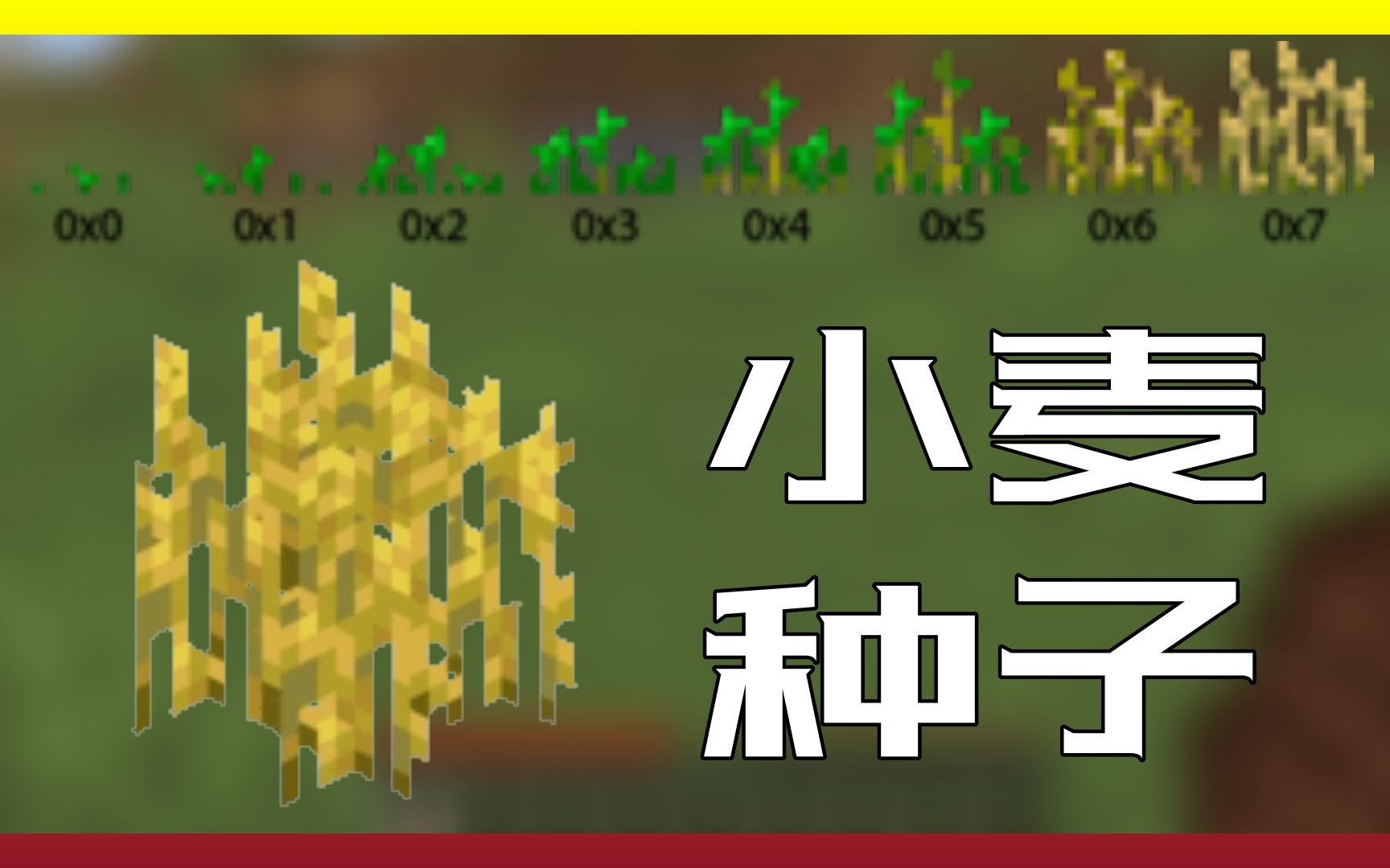 中文minecraft wiki视频征集稿件:小麦种子