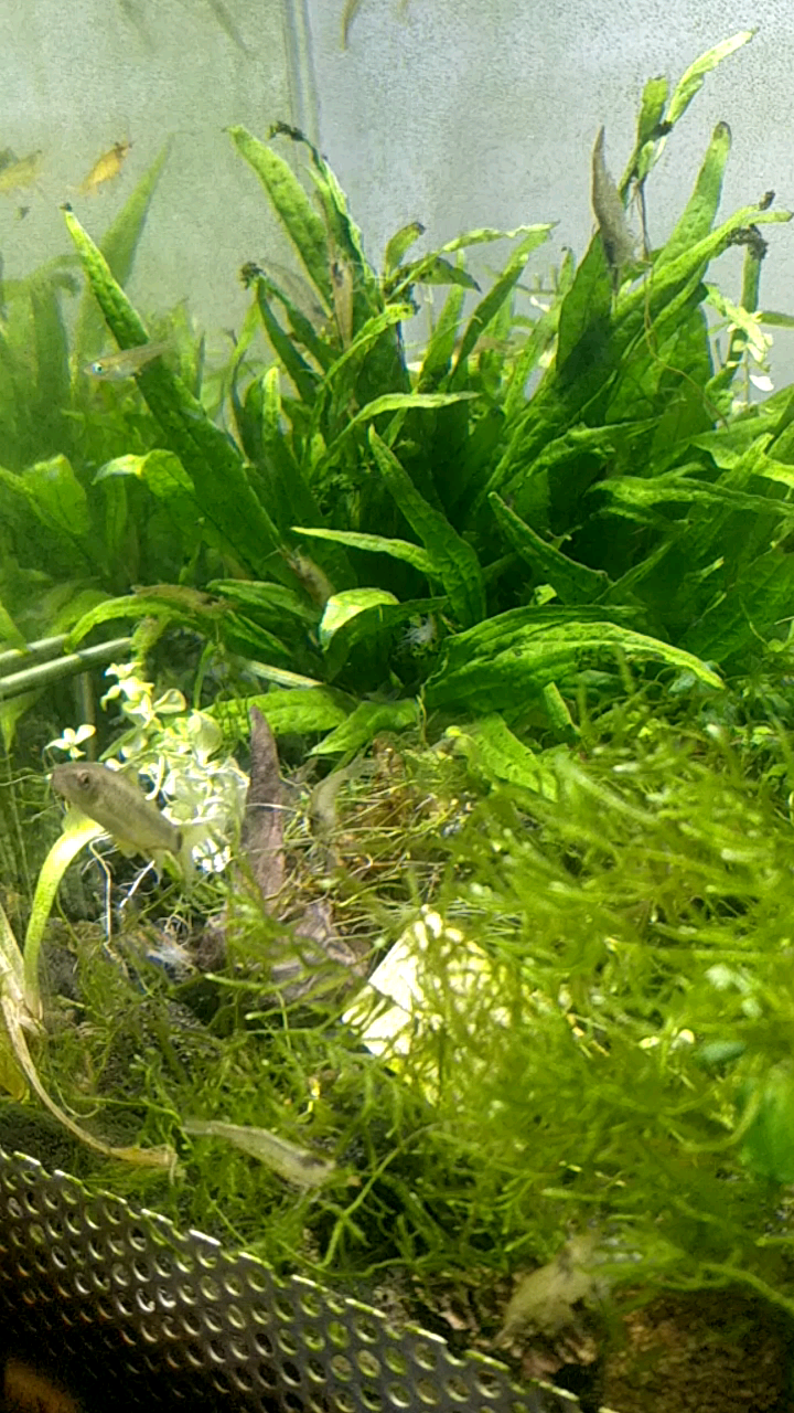 黑壳虾入缸第十天,虾有一部分蜕壳了,两只