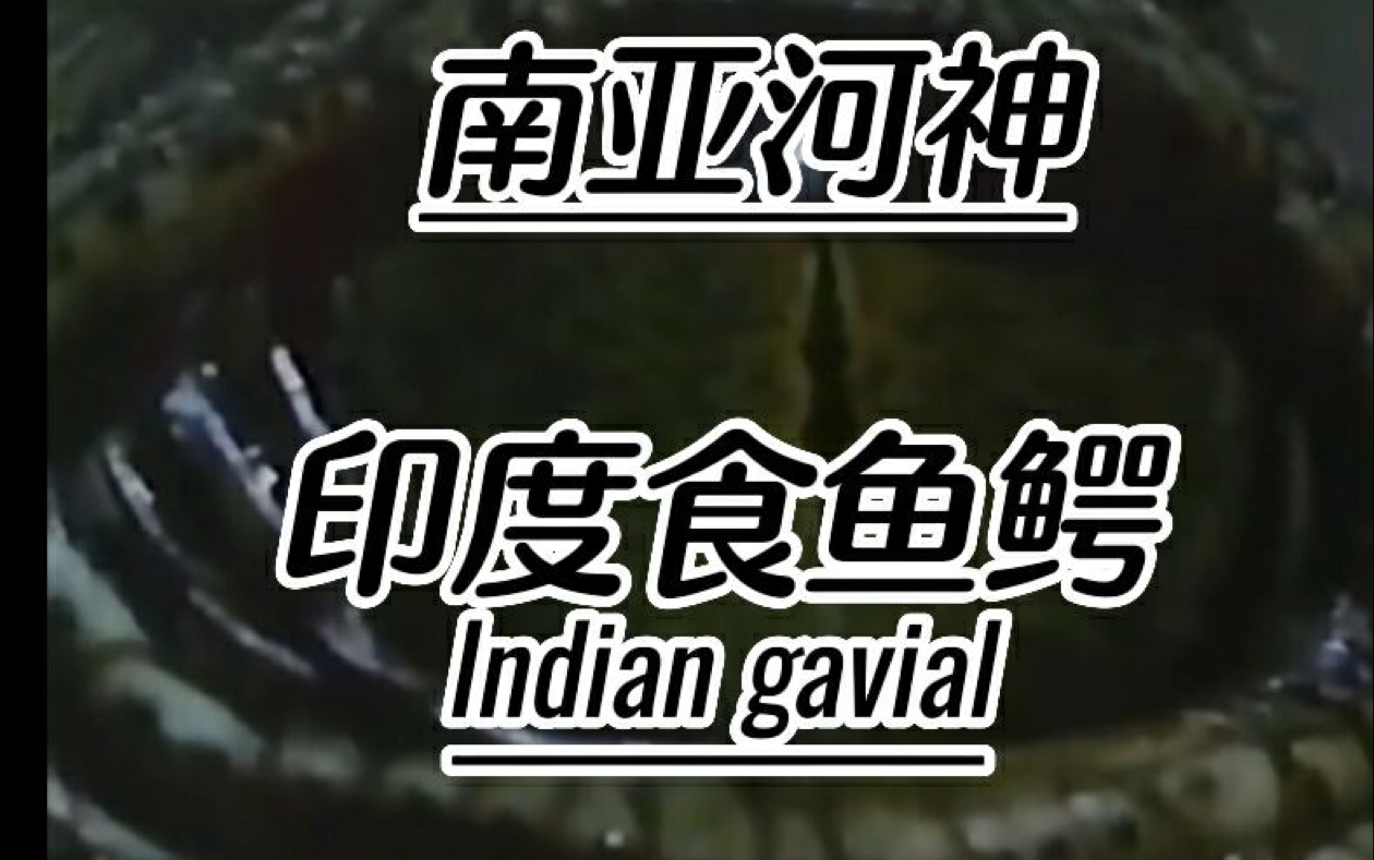 南亚河神-印度食鱼鳄