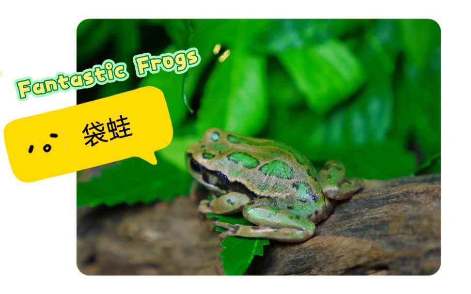 神奇的蛙类——袋蛙,一种有育儿袋的蛙