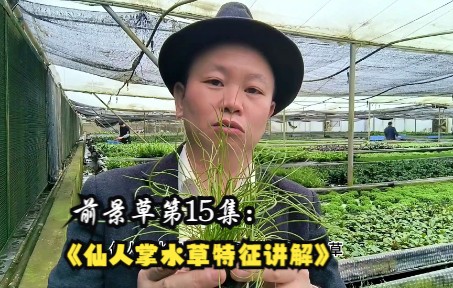 仙人掌水草特征讲解哔哩哔哩bilibili