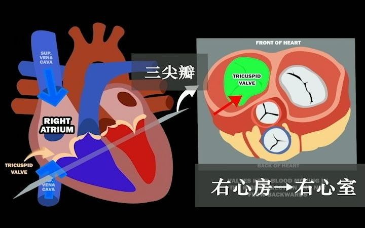 【人解三分钟】初学者必备:心脏的血液传导心房心室二三尖瓣,他们都在哪?哔哩哔哩bilibili