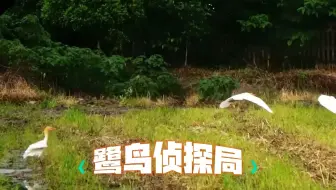 乡村美育线上艺术季第十一期 07：鹭鸟侦探局——湖南一禾·箭楼村自然与人文艺术创新教育园
