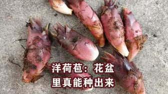 Tải video: 原来，盆栽洋荷，是这个季节有收获