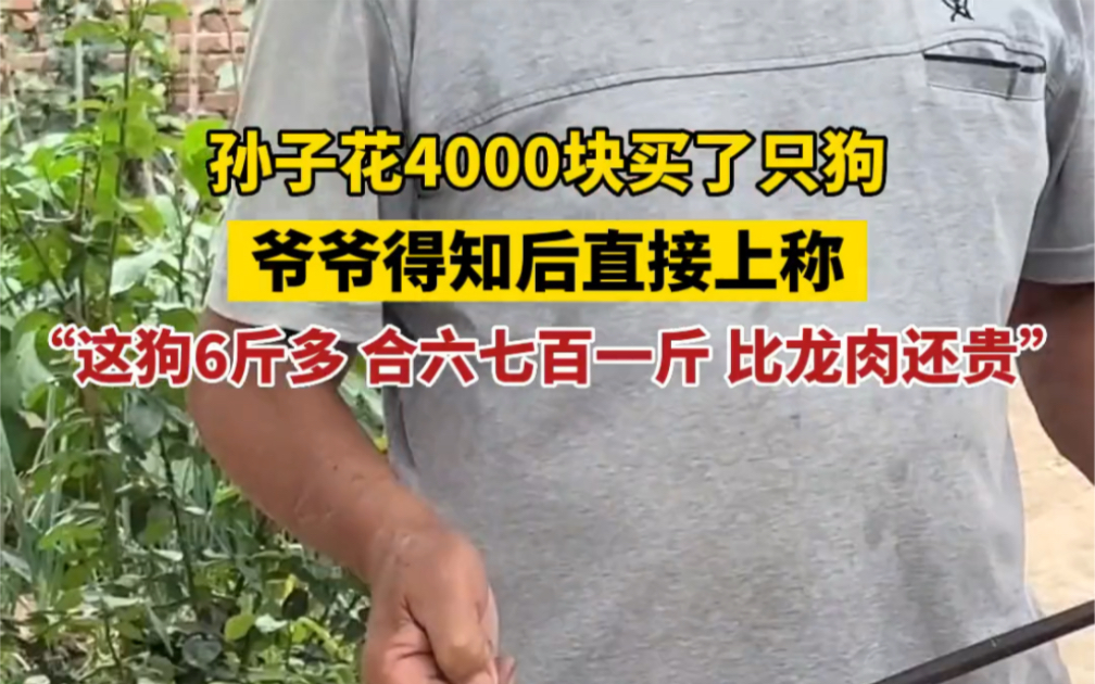 孙子花4000块买了只狗,爷爷得知后直接上称:“这狗6斤多 合六七百一斤 比龙肉还贵”哔哩哔哩bilibili