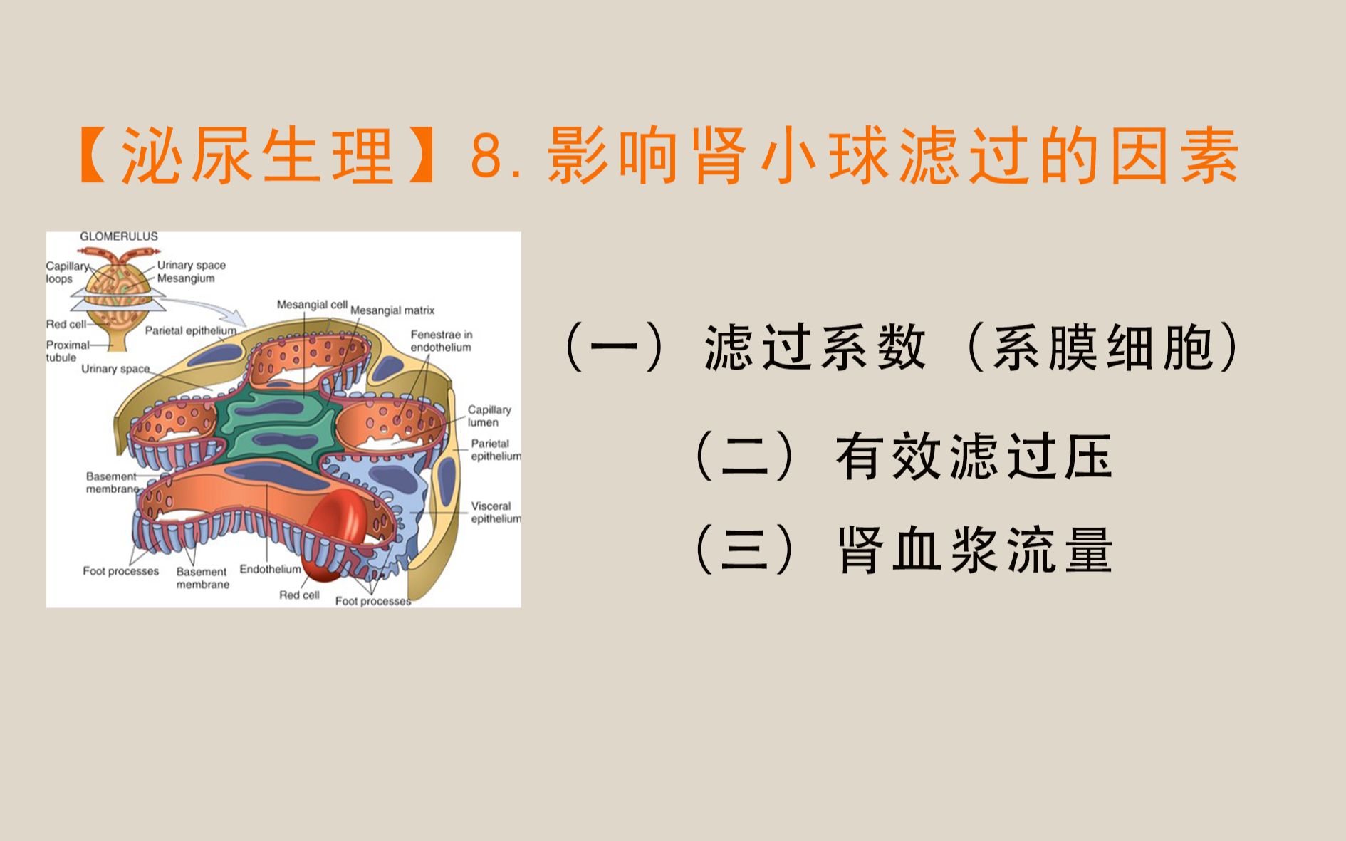 【泌尿生理】8. 影响肾小球滤过的因素哔哩哔哩bilibili