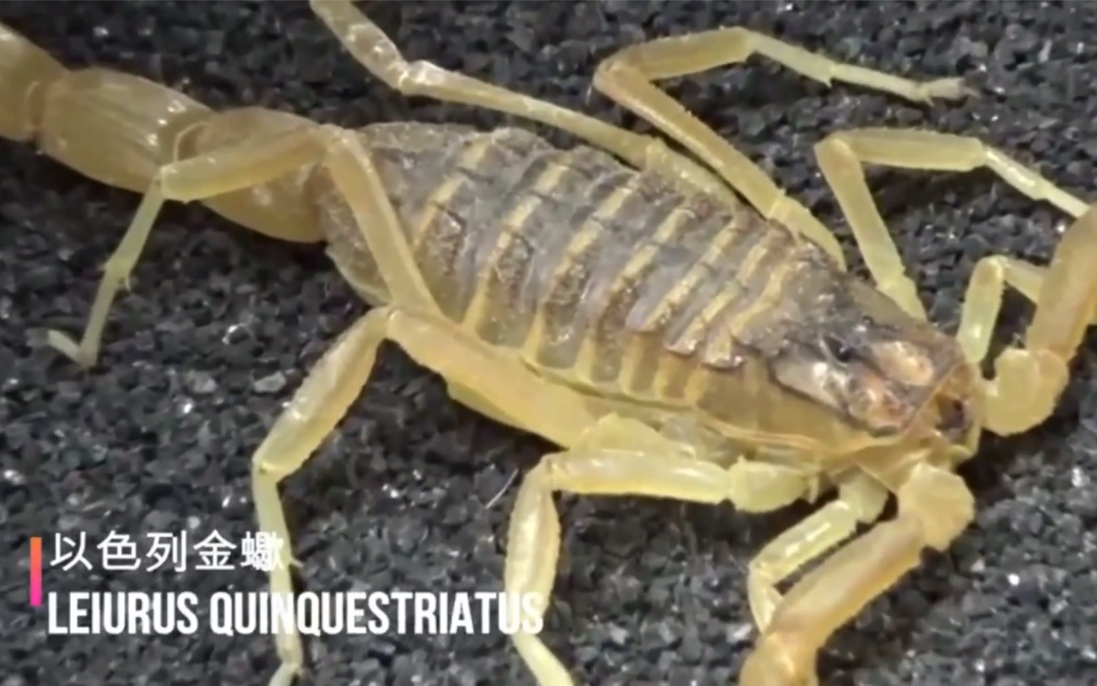 搬运香港爬道全球最毒蝎子以色列金蝎介绍2019年7月10日