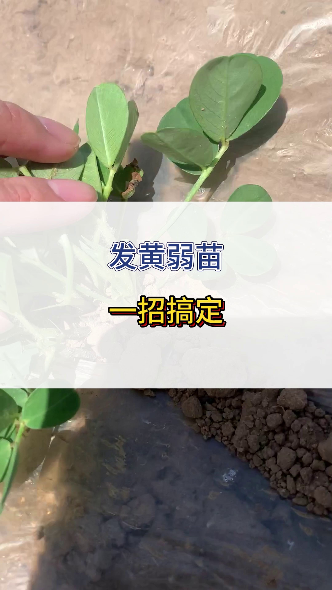 发黄弱苗,一招搞定... #种植小技巧哔哩哔哩bilibili