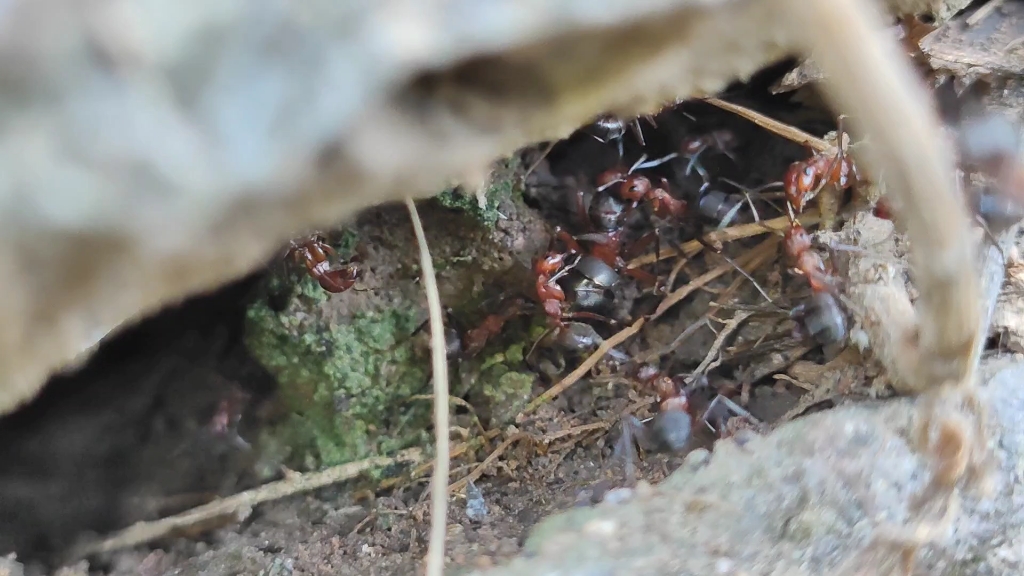 中华红林蚁对不同区蚁后的反应