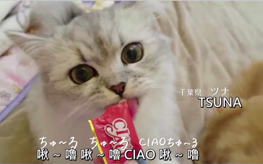 [图]『猫奴注意』CIAO 啾 ~ 噜网路限定版 MV「来啾 ~ 噜吧！」中文字幕