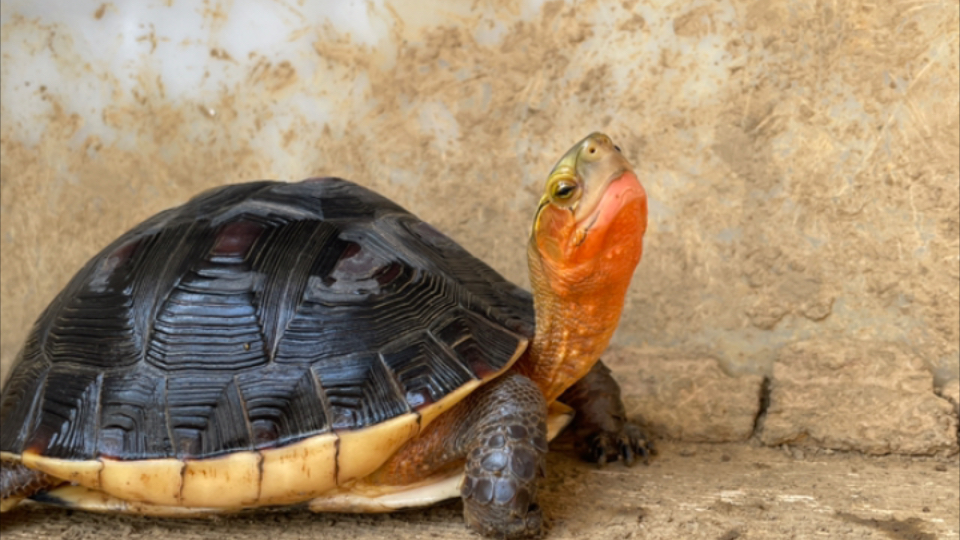 【黄缘闭壳龟】日常干饭