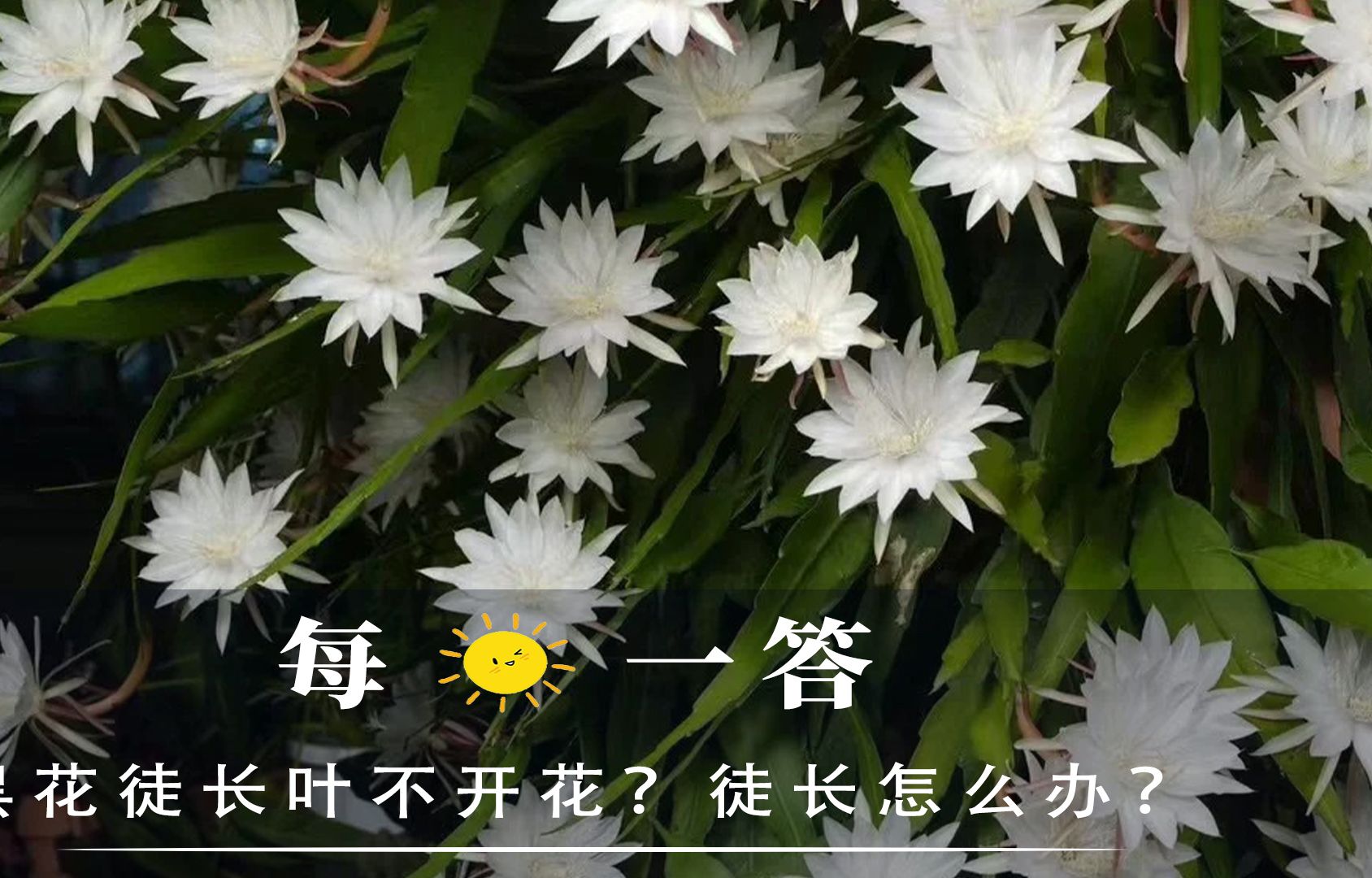 昙花徒长叶不开花?徒长怎么办?哔哩哔哩bilibili