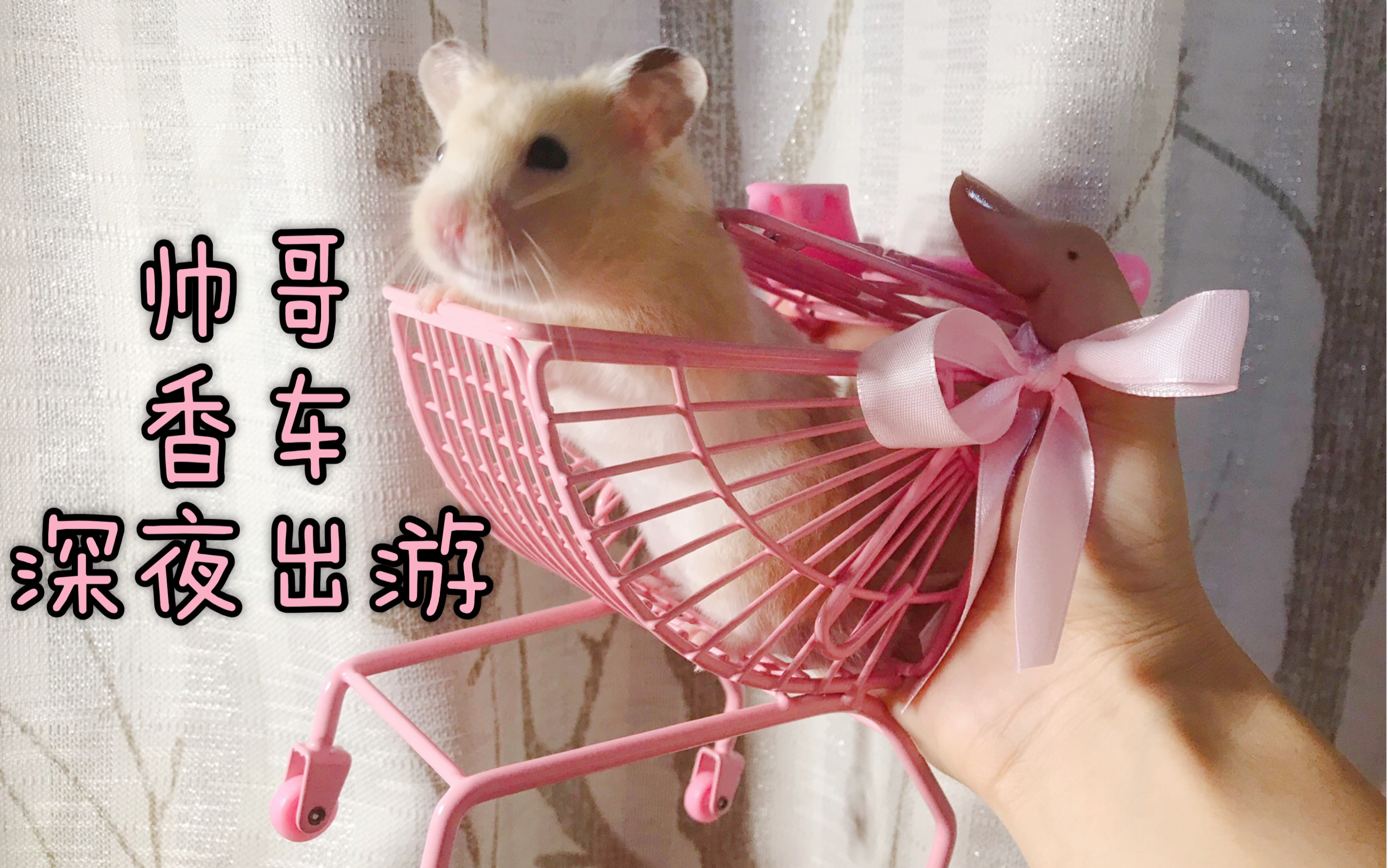 【蛋包饭】仓鼠第一次坐车车好紧张!