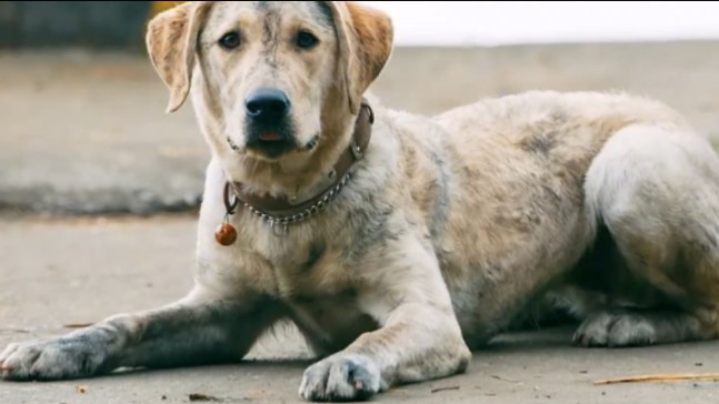 搜救犬叮当电影图片