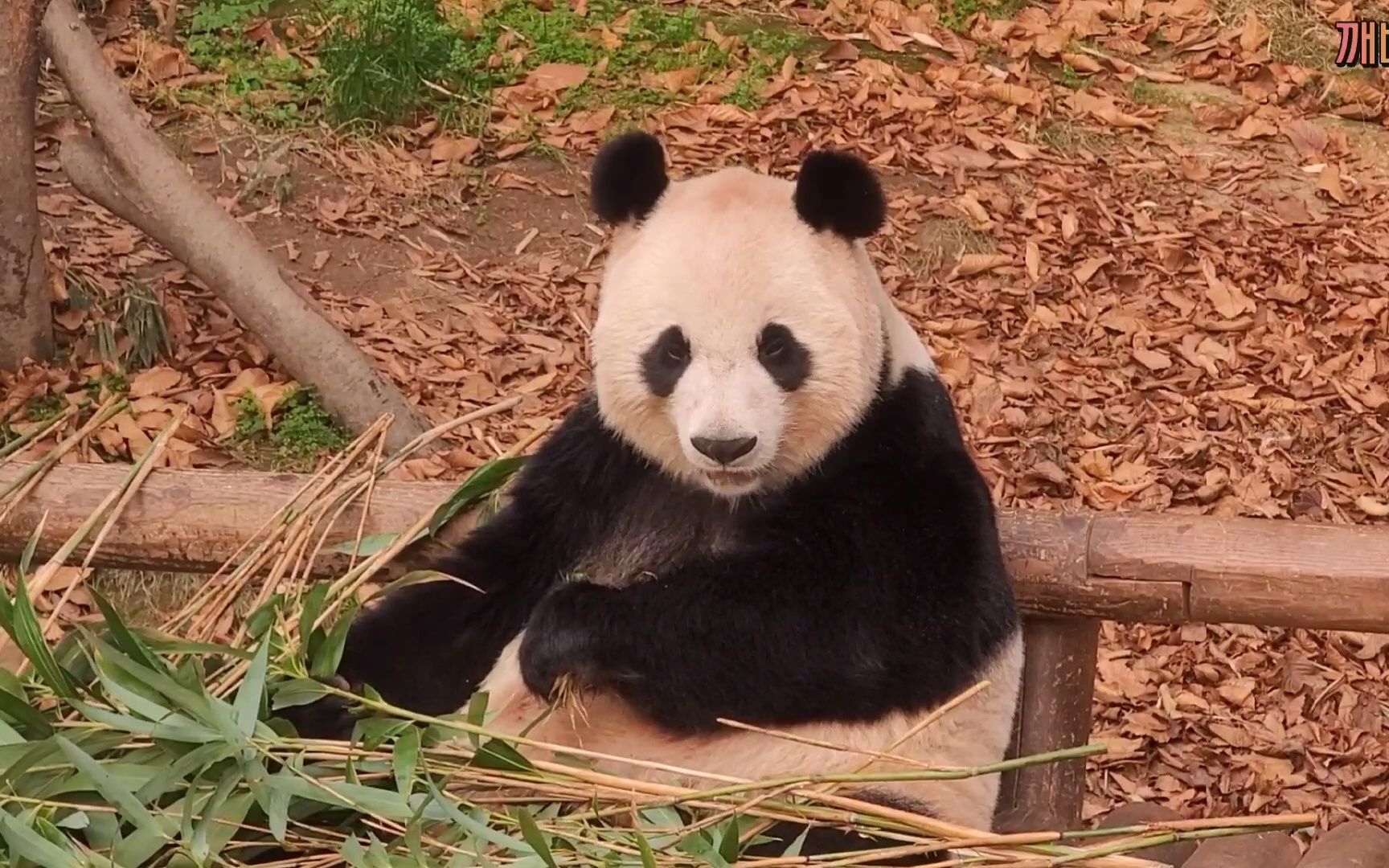 大熊猫华妮 妮三岁