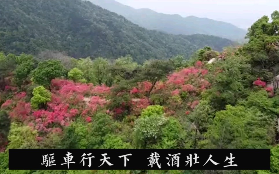 游览江西九江武宁云居山真如禅寺,意外邂逅满山的红杜鹃哔哩哔哩bilibili