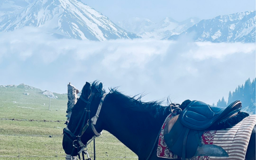 一匹来自琼库什台的改良伊犁马 黑金