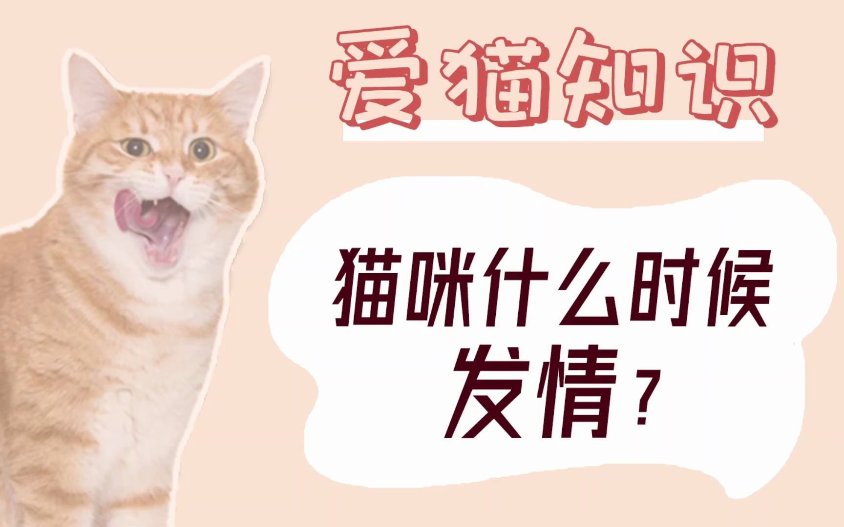 猫咪什么时候发情?哔哩哔哩bilibili