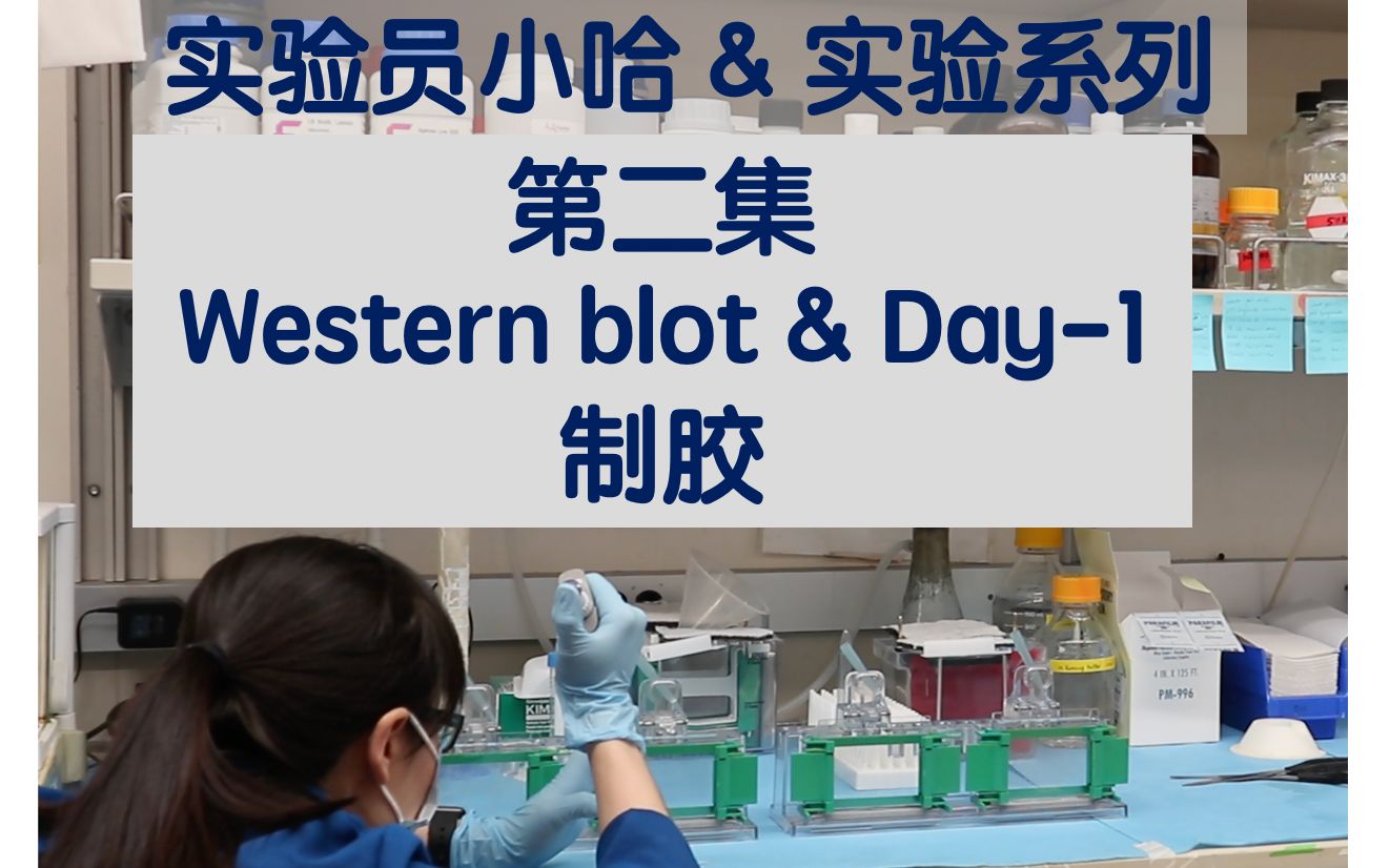 实验员小哈&实验系列  第二集  western blot  Day1  制胶哔哩哔哩bilibili