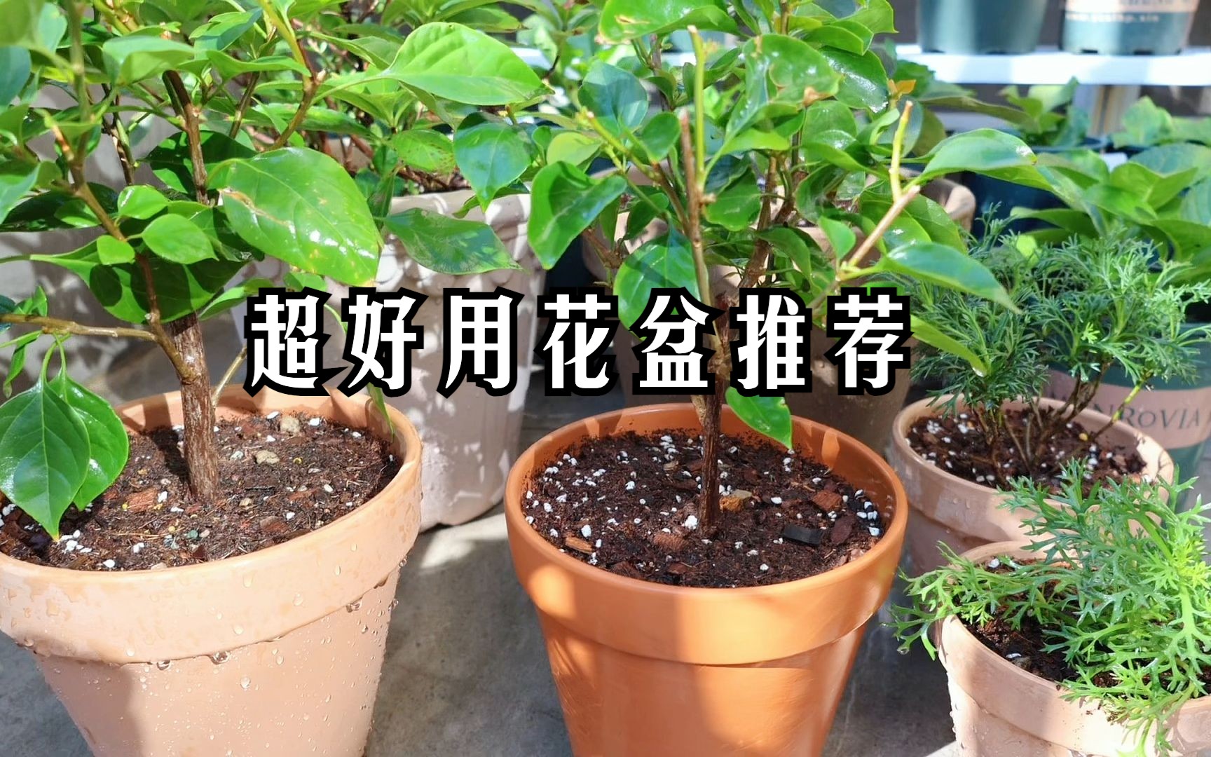 超级好用的花盆推荐哔哩哔哩bilibili