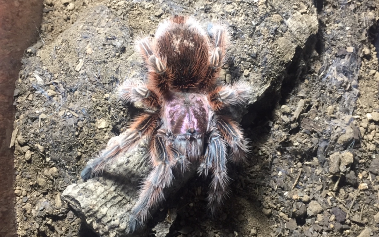 捕鸟蛛grammostolarosea火玫瑰蜘蛛捕食