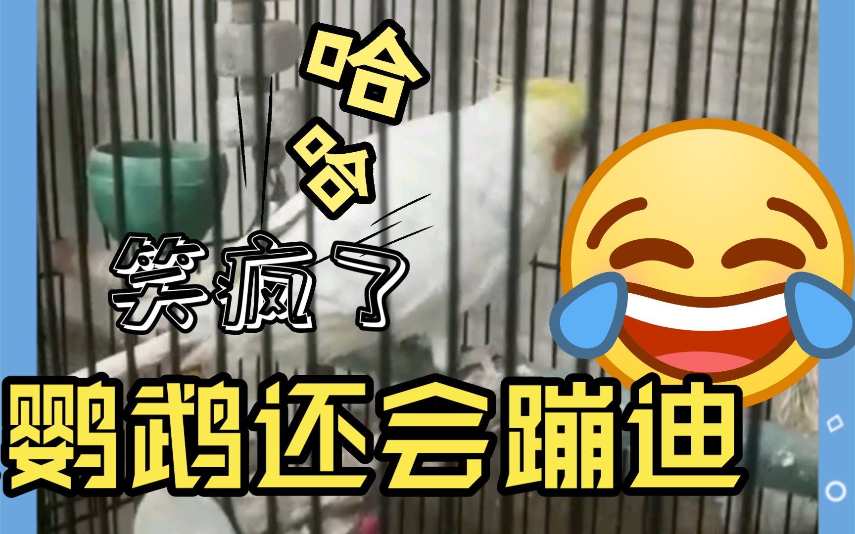 会蹦迪的鹦鹉真可爱啊ヾ▽ノ