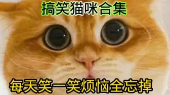 下载视频: 搞笑猫咪合集，每天笑一笑烦恼全忘掉