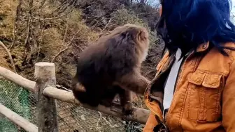 一人战二猴！这么多年终于有人站出来了