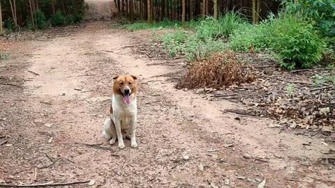 狗雄难过 美人 关 哔哩哔哩