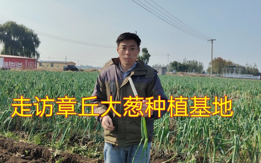 济南特产之章丘大葱,走访章丘大葱种植基地——女郎山王金村