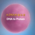 从DNA到蛋白质中文版（中文解说+中英双字幕）