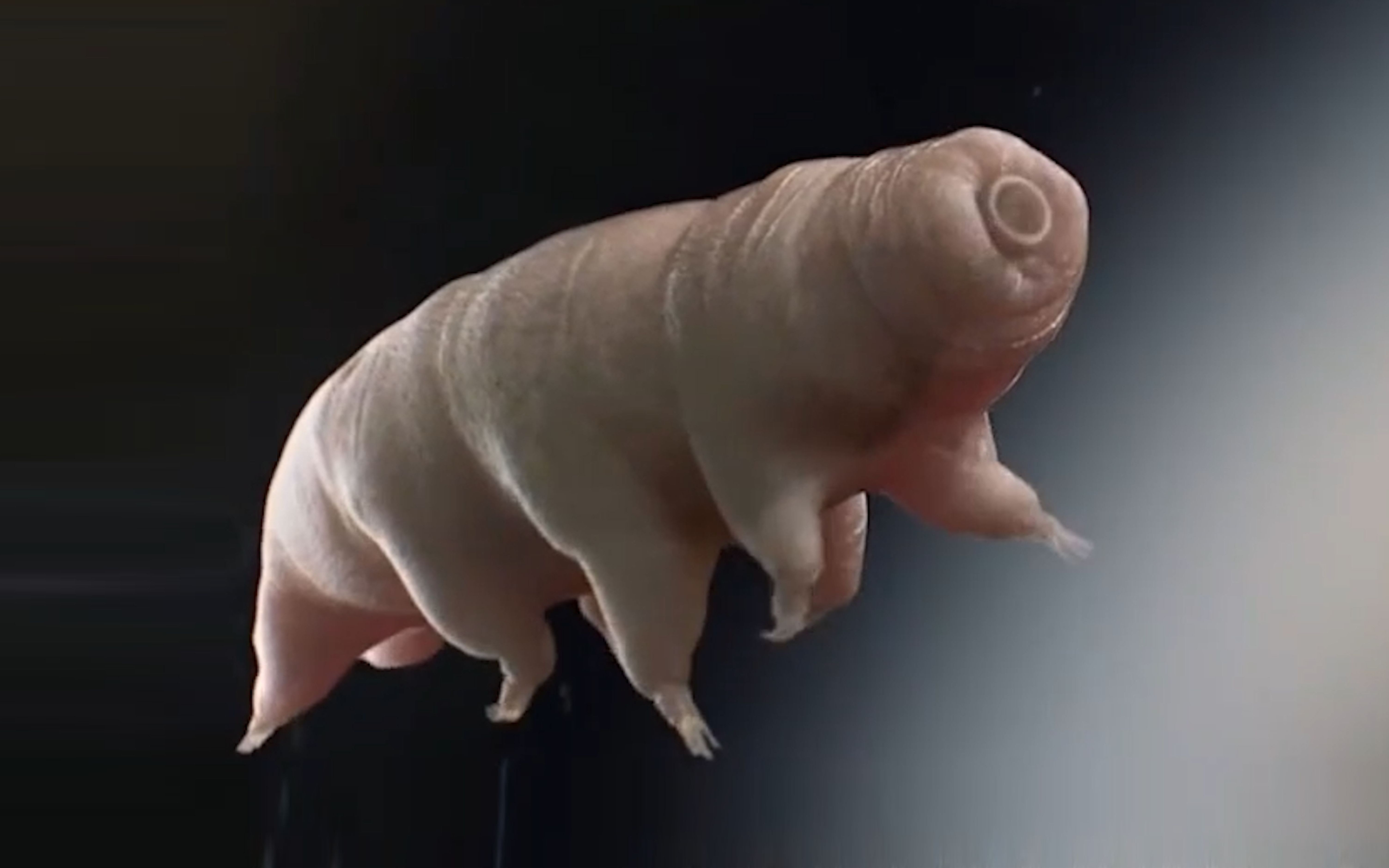 The Tardigrade: Practically Invisible, Indestructible ‘Water Bears ...