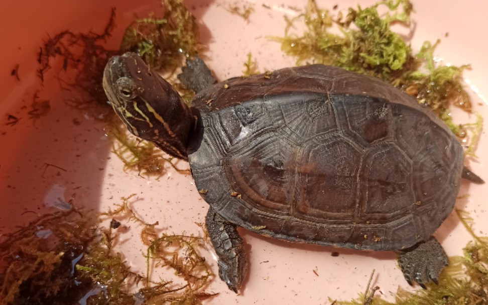 某多买的黑颈杂龟龟_哔哩哔哩_bilibili