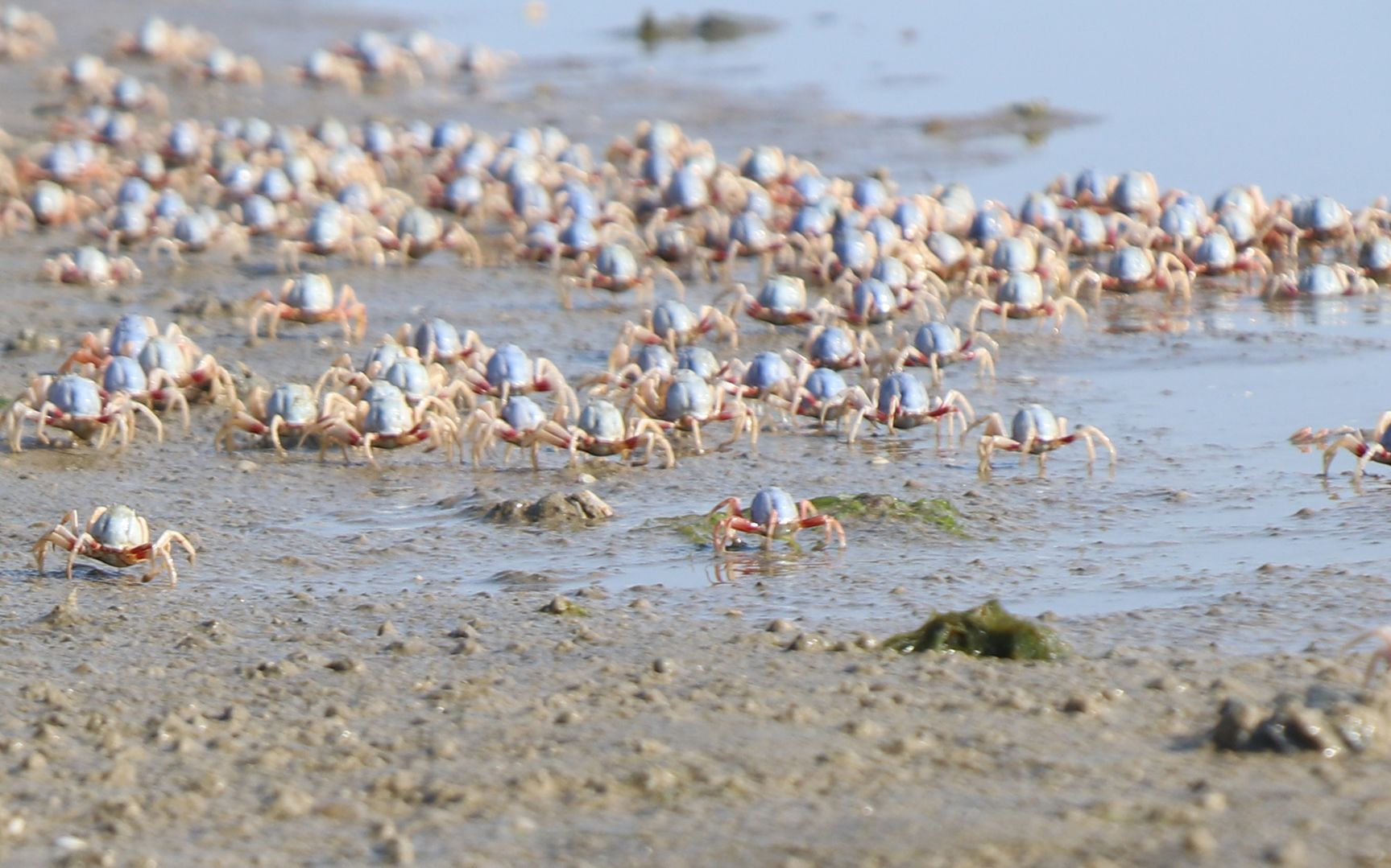 阿旺赶海遇到螃蟹群,实在太多了,一路猛抓,几分钟就爆桶