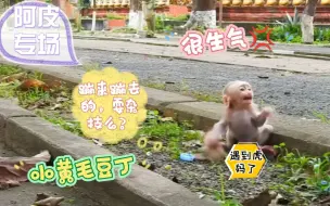 Download Video: 今天分享国外小黄毛猴子被领养长大的，放生后在野外有了下一代，只是这当妈的有点逗比。