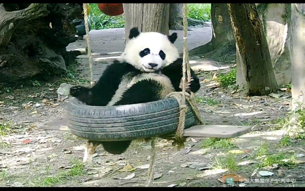 黑pp的豆伴荡秋千:这位童心未泯的工作人员,你的熊皮大衣脏了,快脱