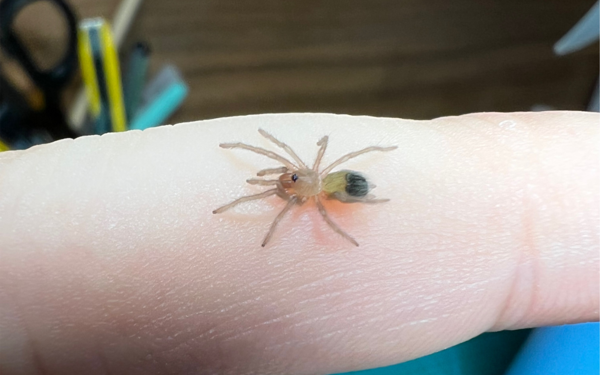 纯种巴伊亚猩红3l苗,还剩最后几只,明码120/只,嫌贵可以去咸鱼买杂交