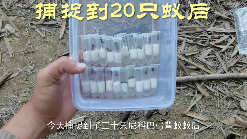 捕捉到20只蚁后,又到了捉蚂蚁的季节了,快来和我一起去捉蚂蚁吧哔哩哔哩bilibili