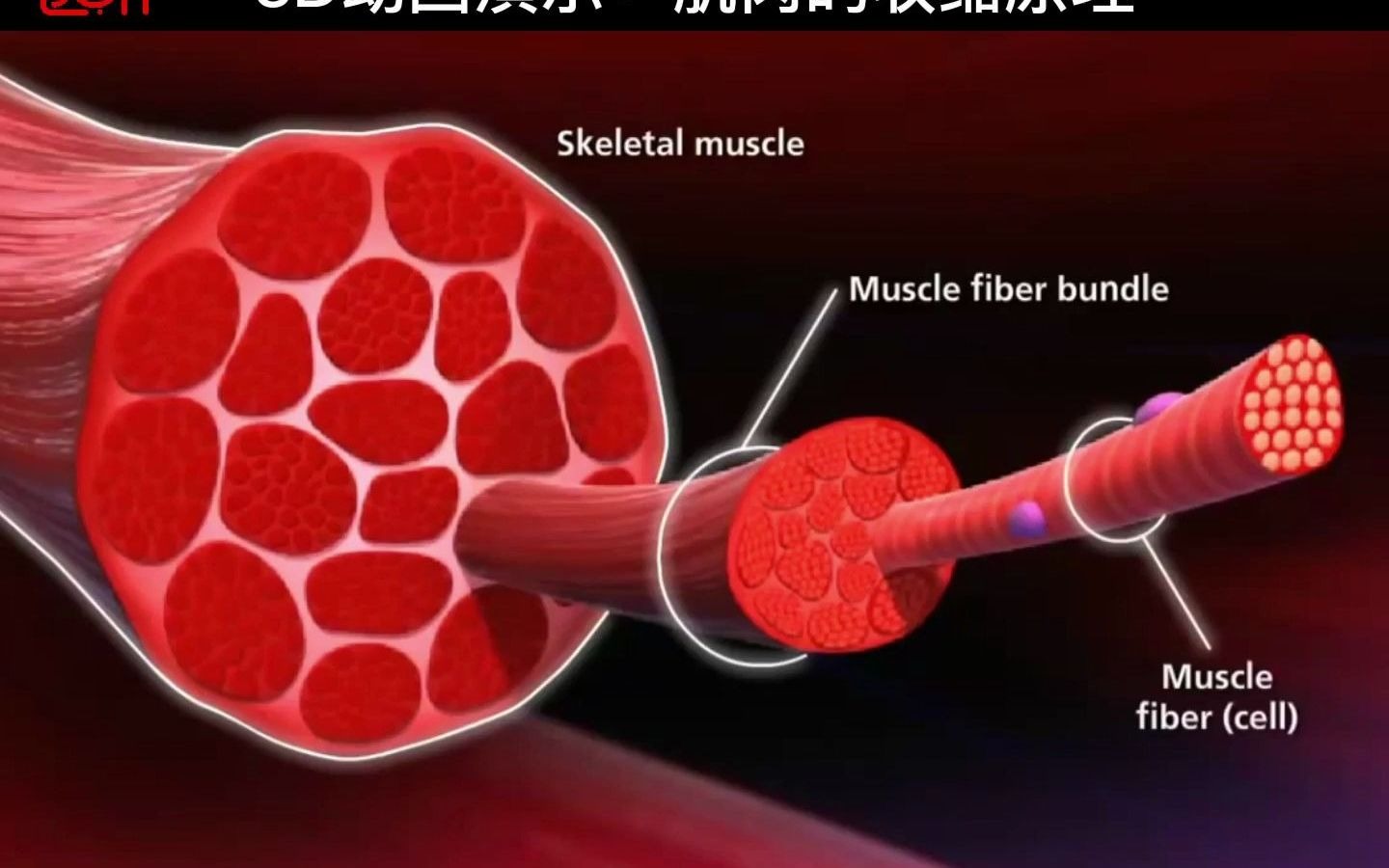 3D医学动画:肌肉的收缩原理哔哩哔哩bilibili