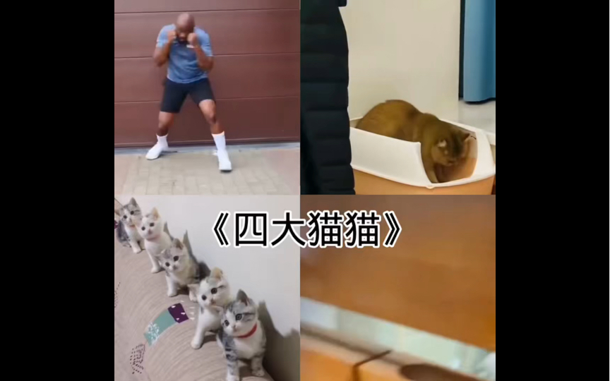 [图]四大猫猫#四大系列 #四大系列 #满级动物 ￼ 喜欢点赞关注每天带你笑