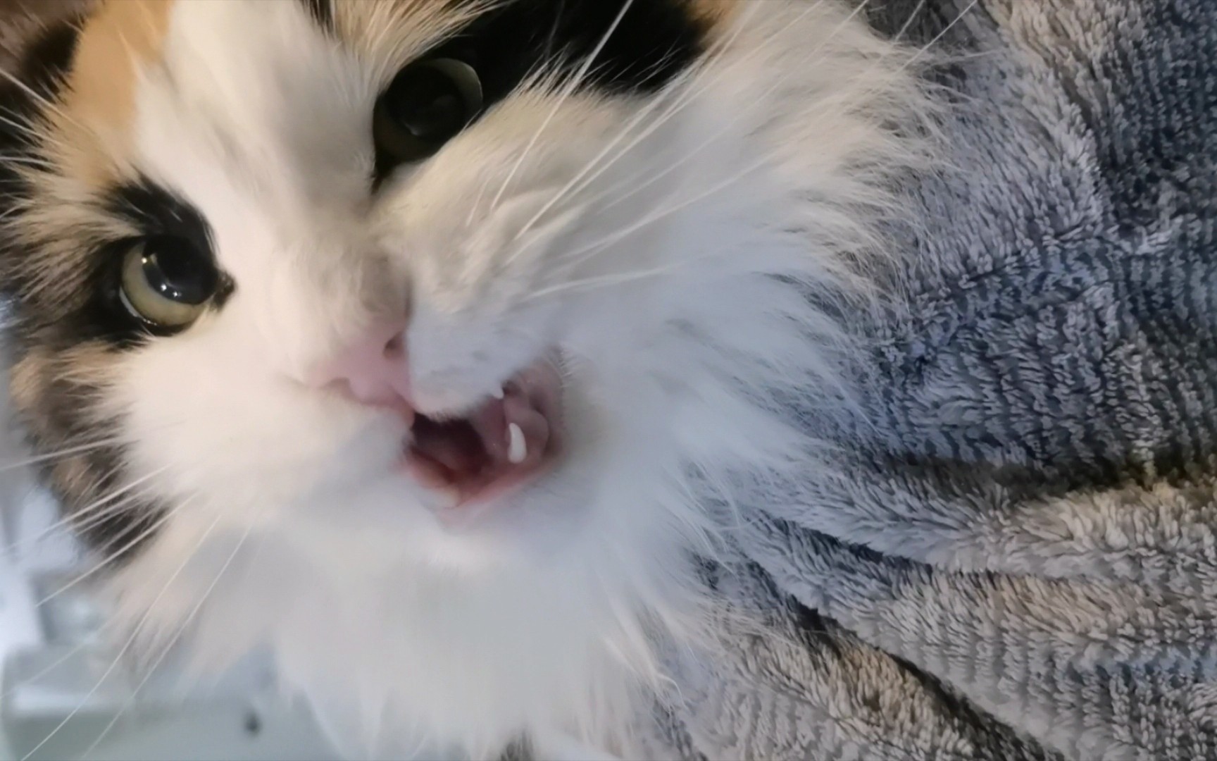 当小猫咪不喜欢的人来过家里之后……《妙妙点播台》之发脾气_哔哩