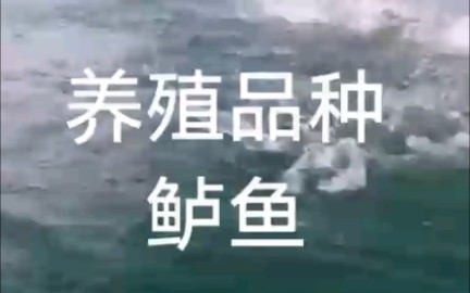 工厂化水产养殖,圆桶刀刮布高密度养殖鲈鱼,创新拥抱未来!哔哩哔哩bilibili