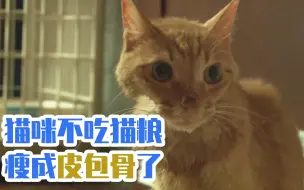 Download Video: 猫咪不吃猫粮瘦成皮包骨了