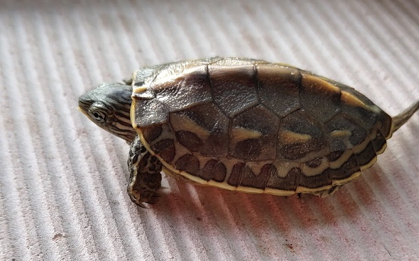 【小花龟】可怜的小花龟